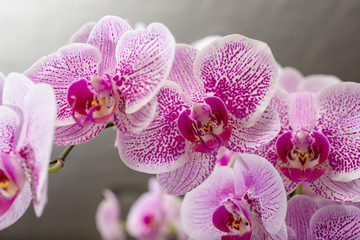 A view of a cluster or pink and white mottled phalaenopsis orchid flowers.