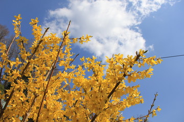 黄色い花をたくさん咲かせたレンギョウと空と雲