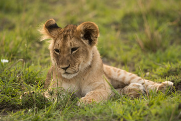 The lion is one of the four big cats and belongs to genus Panthera