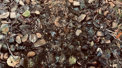 close up of a tree bark