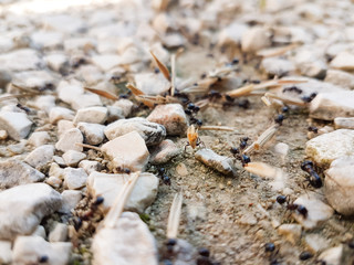 ants workers working delivering things to their nest through a road