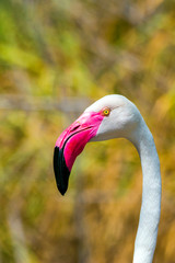 Fototapeta premium Greater flamingo
