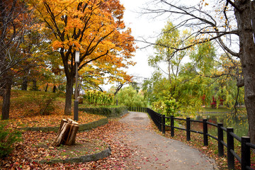 Fototapeta na wymiar Colorful Autumn Season daytime in the park.