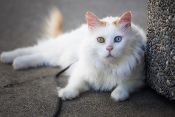 Ayberk the Turkish Van Cat