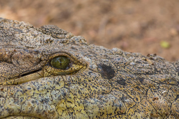 Crocodile