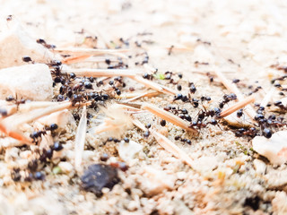 ants workers working delivering things to their nest through a road