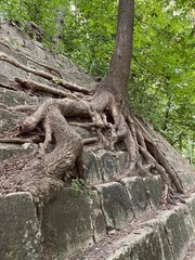 Fototapeta na wymiar The huge tree grows on the stone steps