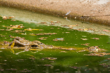 crocodile