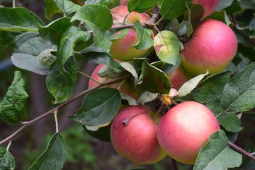 apples on a tree