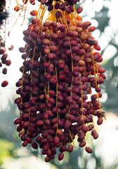 Dates are fruits that have been a staple food of the Middle East for thousands of years