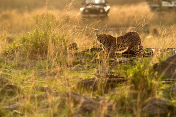 Cheetah is a big cat also know as the hunting leopard