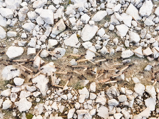 ants workers working delivering things to their nest through a road