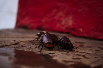 Coconut rhinoceros beetle crawling slowly isolated on cement flooring background closeup.