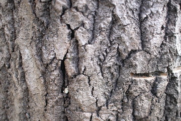 Tree bark background. Brown texture of the tree