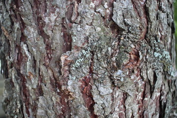 Fototapeta premium Tree bark background. Brown texture of the tree
