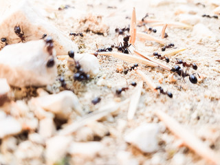 ants workers working delivering things to their nest through a road