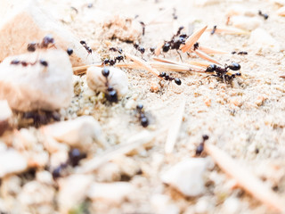ants workers working delivering things to their nest through a road