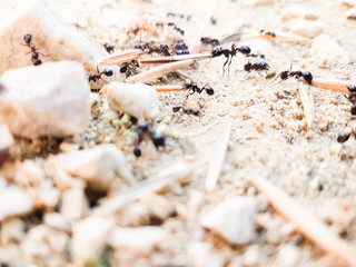 ants workers working delivering things to their nest through a road