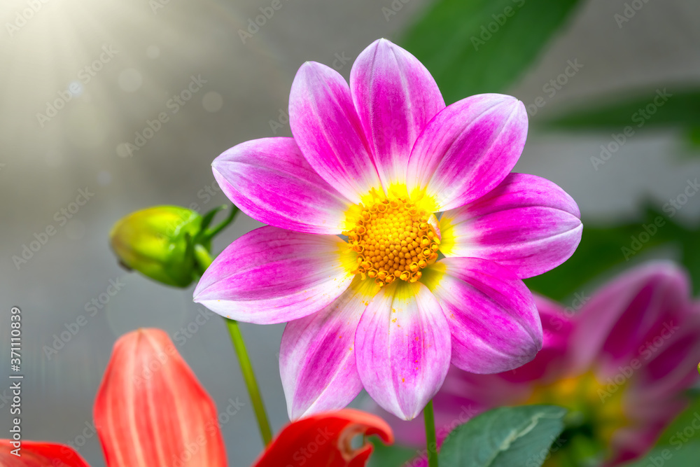 Wall mural beautiful purple cosmos flower on green blured background. violet flower cosmos bipinnatus, commonly