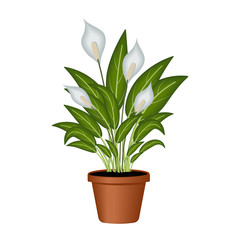Fototapeta premium Indoor plant white Spathiphyllum in a flower pot, color vector illustration isolated on a white background, clipart, design, decoration, icon, sign, sketch, banner, logo