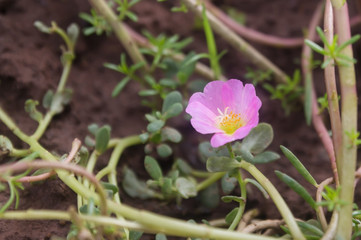 spring flowers in the garden