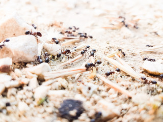 ants workers working delivering things to their nest through a road