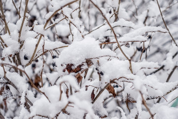 Thorny branches of trimmed bushes are covered with snow.