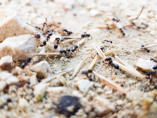 ants workers working delivering things to their nest through a road