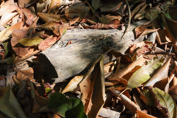 autumn leaves on the ground