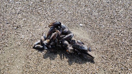 Clump of mussels in the sand at a beach in California
