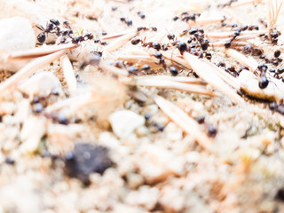 ants workers working delivering things to their nest through a road