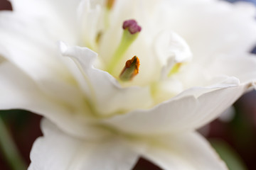 Obraz na płótnie Canvas White lily blur abstract close up background.