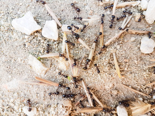 ants workers working delivering things to their nest through a road