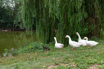 group of white domestic geese in the meadow near the lake. Rural landscape. soft focus.