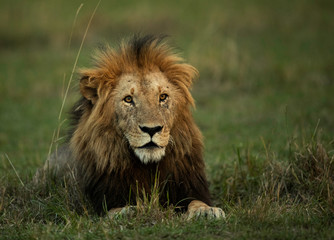 The lion is one of the four big cats and belongs to genus Panthera