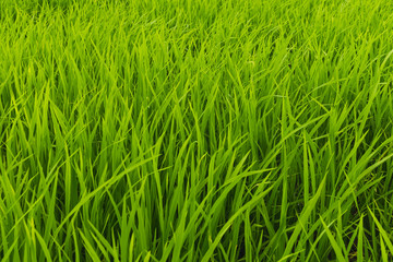Fields with green rice in the growing season