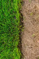 Fields with green rice in the growing season
