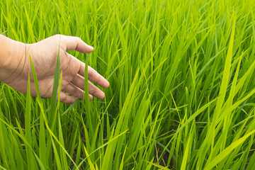Fields with green rice in the growing season