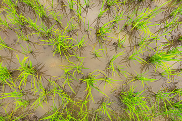 Fields with green rice in the growing season