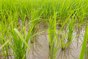 Fields with green rice in the growing season