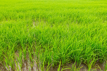 Fields with green rice in the growing season