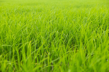 Fields with green rice in the growing season