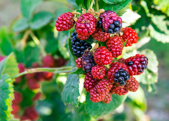 Black and red blackberry fruit.