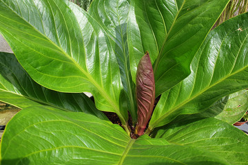 New leaf growth in the middle of the main plant