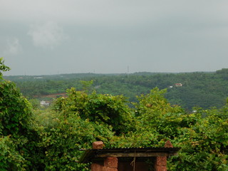 Long view of sky over the green leaves