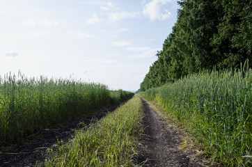 Fototapeta na wymiar rolling road through a field of crops agriculture