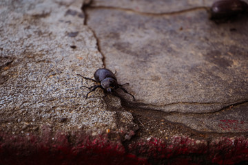 Coconut rhinoceros beetle crawling slowly isolated on cement flooring background closeup.