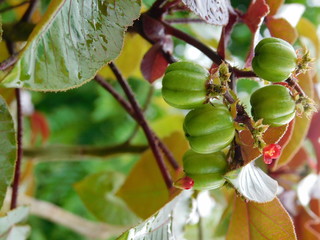 closeup Jatropha gossypiifolia/Bellyache bush in a blur background
