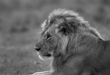 The lion is one of the four big cats and belongs to genus Panthera
