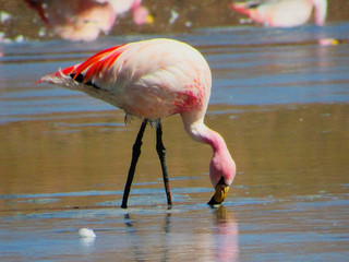 Flamingo in the red lake